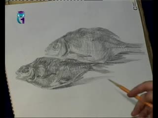 28. natalya druzhinkina. drawing lessons. pencil drawing lessons. draw dried fish - vobla.