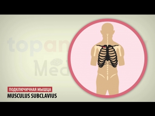 15. muscles of the chest.