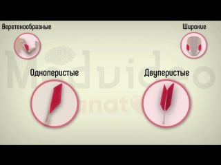 12. general myology.