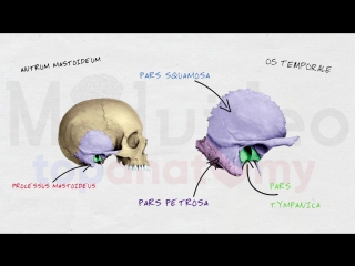 5. skull. 3 temporal bone canals of the temporal bone.