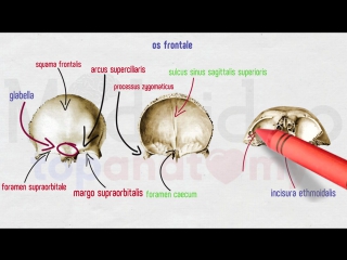 3. skull. 1 frontal and sphenoid bones.