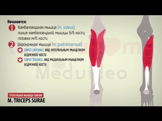 24. muscles of the lower leg. popliteal fossa.