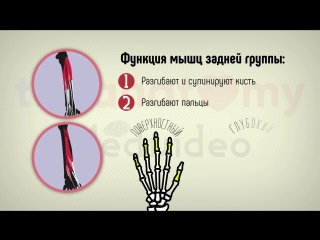 21. muscles of the forearm and hand.